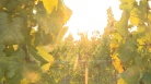fotogramma del video Vino: Serracchiani-Shaurli, Fvg regione italiana con più ...